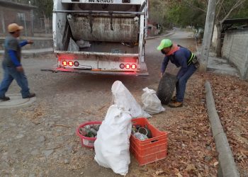 Ayuntamiento de Colima recoge 300 toneladas de ramas y troncos