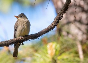 Realizarán 4º Festival de Observación de Aves en El Terrero, 16 y 17 de marzo