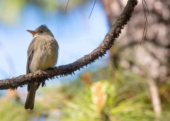 Realizarán 4º Festival de Observación de Aves en El Terrero, 16 y 17 de marzo