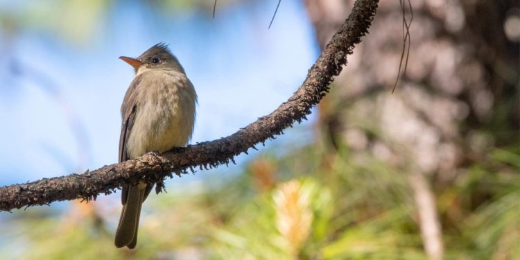 Realizarán 4º Festival de Observación de Aves en El Terrero, 16 y 17 de marzo