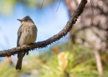 Realizarán 4º Festival de Observación de Aves en El Terrero, 16 y 17 de marzo