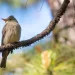 Realizarán 4º Festival de Observación de Aves en El Terrero, 16 y 17 de marzo