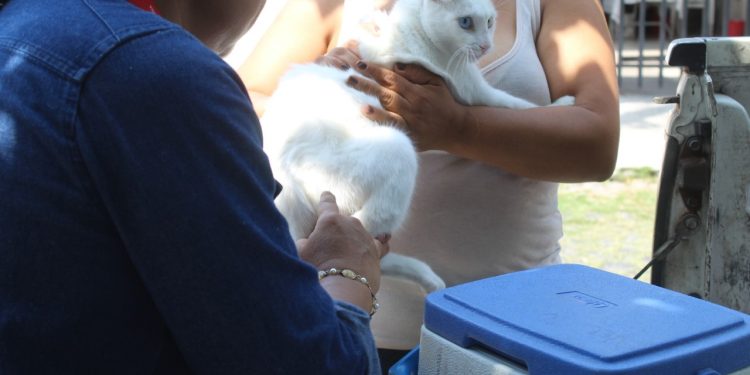 Mantienen vacunación antirrábica; hay puntos fijos en los Centros de Salud