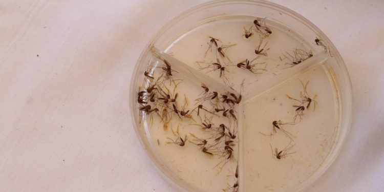 Dengue afecta más a menores de 10 a 14 años, en el estado de Colima