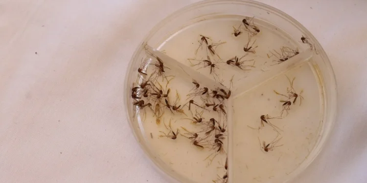 Dengue afecta más a menores de 10 a 14 años, en el estado de Colima