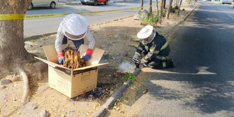 UEPC atendió caída de enjambre de abejas; no hubo personas lesionadas