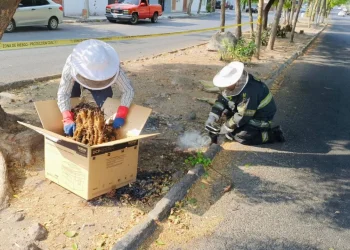 UEPC atendió caída de enjambre de abejas; no hubo personas lesionadas