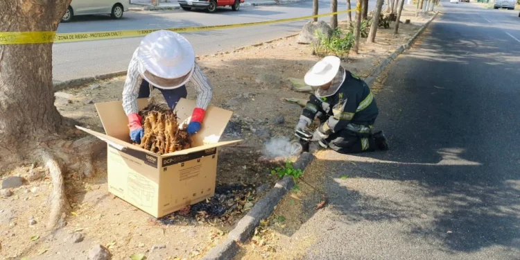 UEPC atendió caída de enjambre de abejas; no hubo personas lesionadas