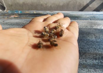 Subseder alerta que uso indiscriminado de agroquímicos mata a las abejas y destaca la importancia de esta especie
