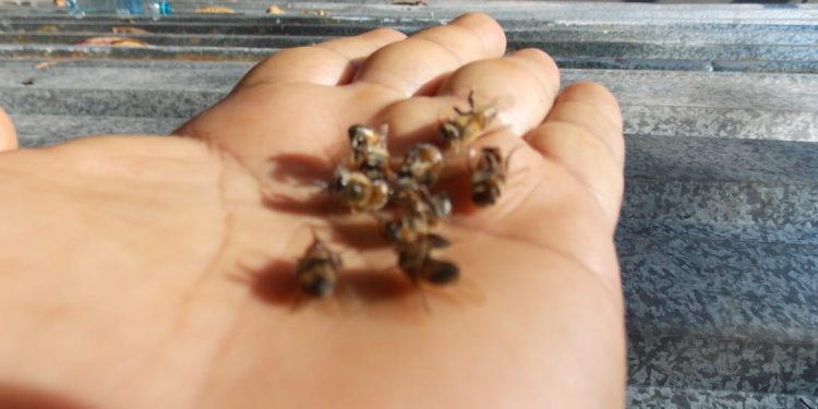 Subseder alerta que uso indiscriminado de agroquímicos mata a las abejas y destaca la importancia de esta especie