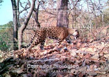 Captan a un jaguar en área protegida del Corredor Canoas-Manantlán