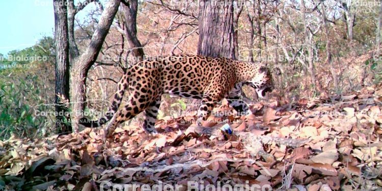 Captan a un jaguar en área protegida del Corredor Canoas-Manantlán
