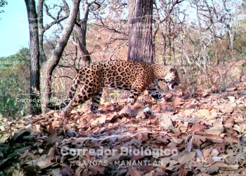 Captan a un jaguar en área protegida del Corredor Canoas-Manantlán