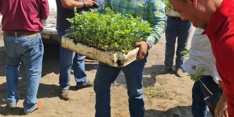 Subseder trabaja para lograr reconocimiento de Colima como Zona Libre de Plagas del Aguacate