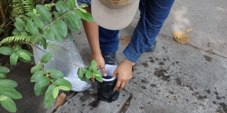 Operativos de Salud Colima han evitado nacimiento de más de 2 millones de moscos del dengue