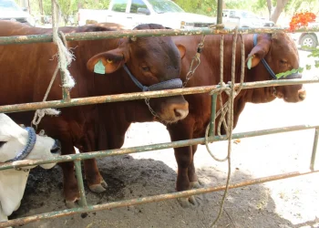 Subseder Colima inicia campaña para la regularización de la patente ganadera