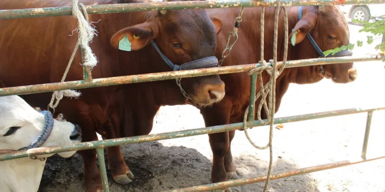 Subseder Colima inicia campaña para la regularización de la patente ganadera