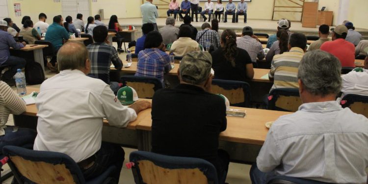 Inició en Colima el curso ‘Manejo Integrado del Limón Mexicano con HLB’