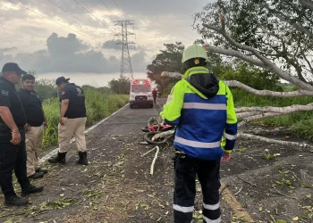 Motociclista pierde la vida tras caer un árbol sobre el libramiento Los Limones