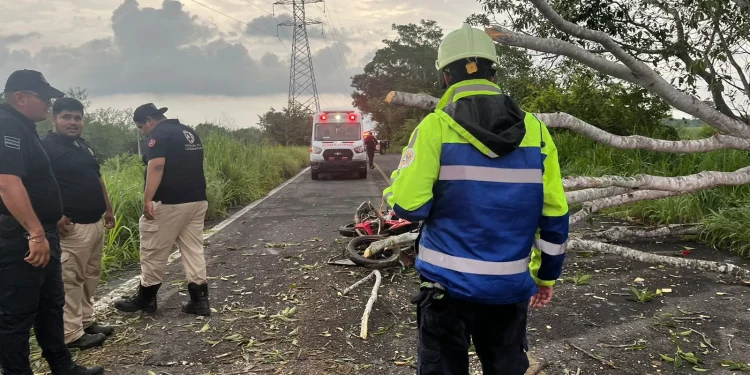 Motociclista pierde la vida tras caer un árbol sobre el libramiento Los Limones