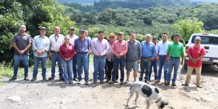 En Colima refuerzan acciones para certificación como Zona Libre de Plagas del Aguacate