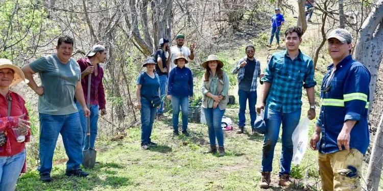 Sembrando Vida realizó preparativos de terreno y plantas para la reforestación del Cerro del Toro