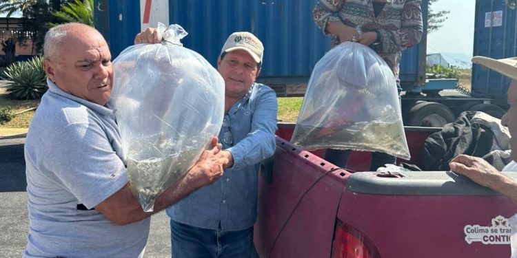 Subseder Colima liberó casi un millón de alevines en bordos y ollas de agua en 2024