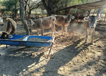 Subseder: se regularizarán comercios que venden productos pecuarios