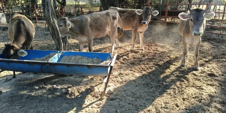 Subseder: se regularizarán comercios que venden productos pecuarios
