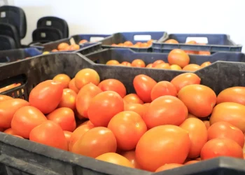 DIF Estatal Colima lleva alimentos gratuitos a más de 7,600 personas en Manzanillo