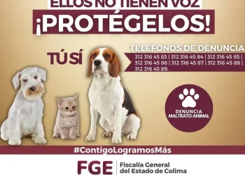Ellos no tienen voz tú sí ¡PROTÉGELOS! FGE