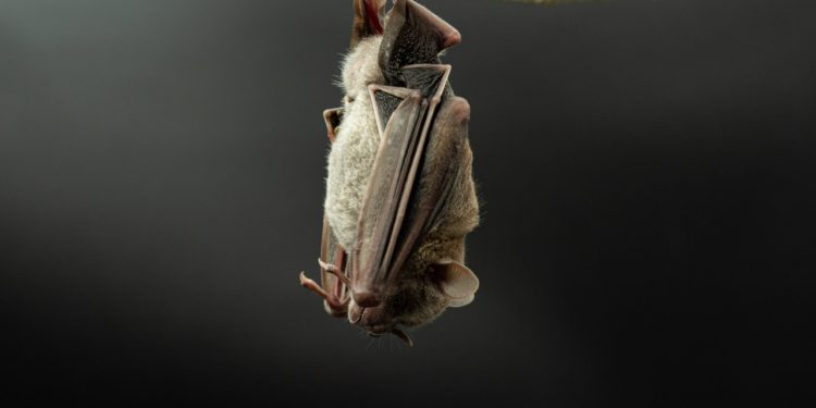 Imades: Gobierno del Estado de Colima invertirá 3 mdp para conservar la vida silvestre