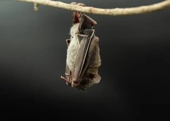 Imades: Gobierno del Estado de Colima invertirá 3 mdp para conservar la vida silvestre