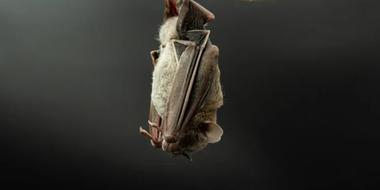 Imades: Gobierno del Estado de Colima invertirá 3 mdp para conservar la vida silvestre