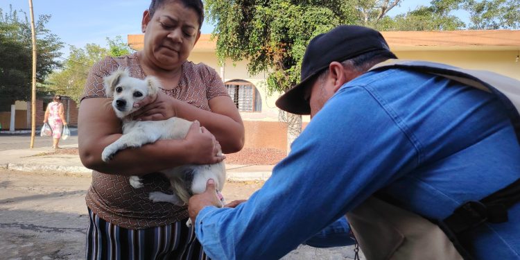 Vacuna antirrábica protege a población y mascotas contra la rabia: Salud Colima