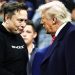 Elon Musk dejará a Donald Trump para enfocarse en Tesla tras caída del 71 %