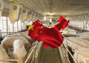 China cancela miles de toneladas de carne de cerdo de EE. UU. por altos aranceles