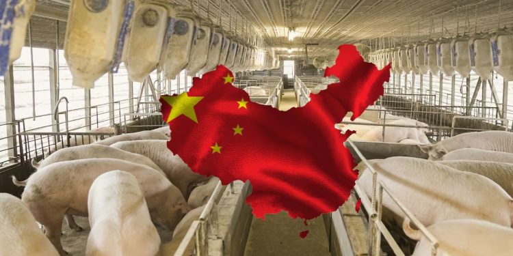 China cancela miles de toneladas de carne de cerdo de EE. UU. por altos aranceles
