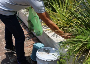 Salud Colima mantiene estable el dengue en el estado