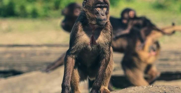 Un mono mata de una pedrada a un turista en Marruecos