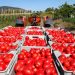 EEUU anuncia nuevo arancel del 20.91% al tomate de México