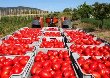 EEUU anuncia nuevo arancel del 20.91% al tomate de México
