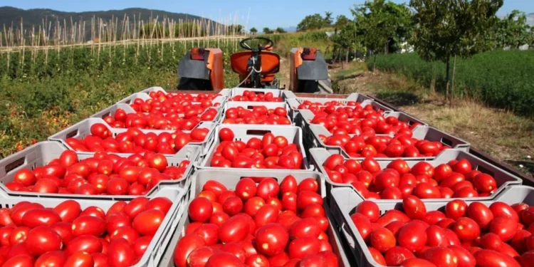EEUU anuncia nuevo arancel del 20.91% al tomate de México