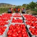 EEUU anuncia nuevo arancel del 20.91% al tomate de México