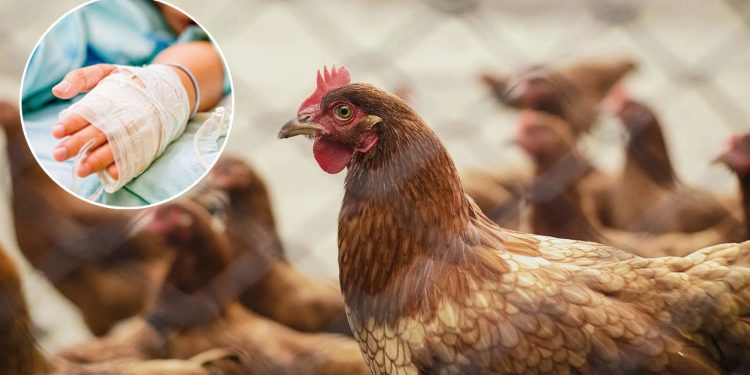 Muere niña de 3 años por influenza aviar H5N1, el primer caso detectado en México