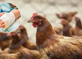 Muere niña de 3 años por influenza aviar H5N1, el primer caso detectado en México