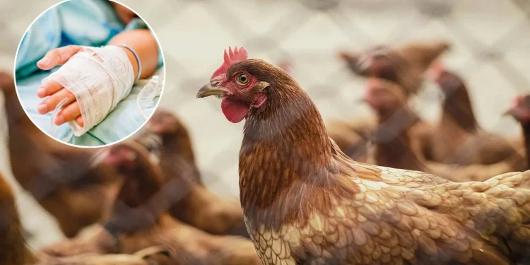 Muere niña de 3 años por influenza aviar H5N1, el primer caso detectado en México