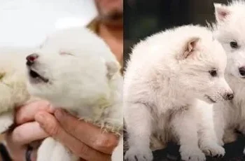 Científicos reviven a una especie extinta de lobos terribles