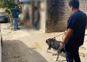 Gobierno de Rosi Bayardo refuerza su compromiso con el bienestar animal: 65 animales rescatados en lo que va del año