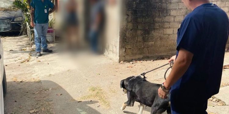 Gobierno de Rosi Bayardo refuerza su compromiso con el bienestar animal: 65 animales rescatados en lo que va del año